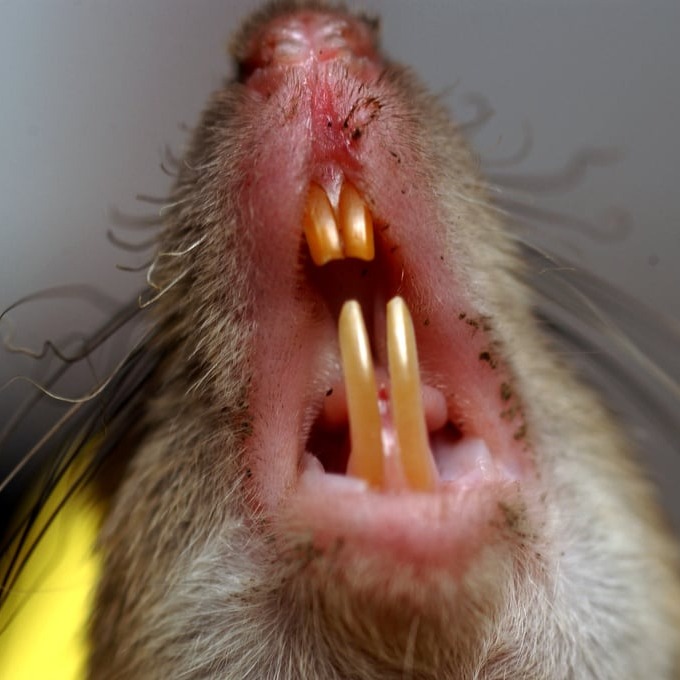 Дератизация крыс в Ноябрьске?